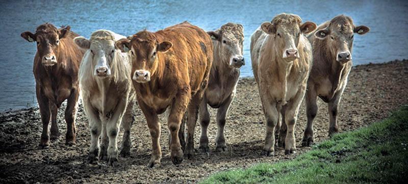 Wisconsin Farmhouse & Farmland for Raising Beef - Farms Pasture Land