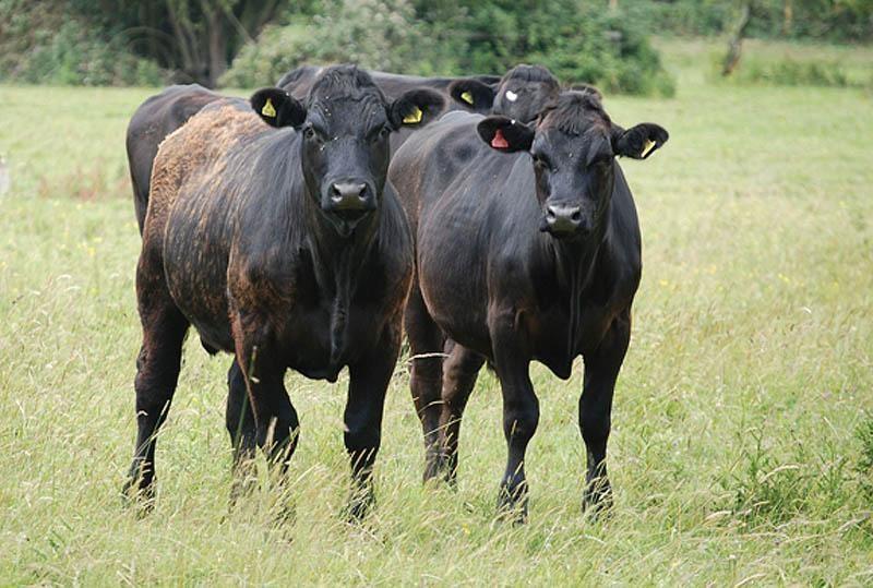 Wisconsin Farmhouse & Farmland for Raising Beef - Farms Pasture Land