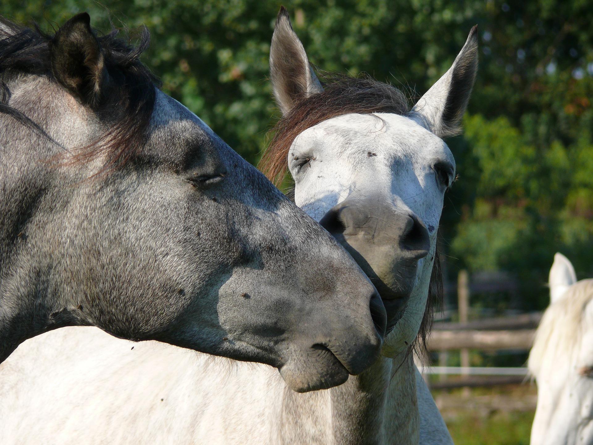 WI Horse Acreage for Sale over 1 Million