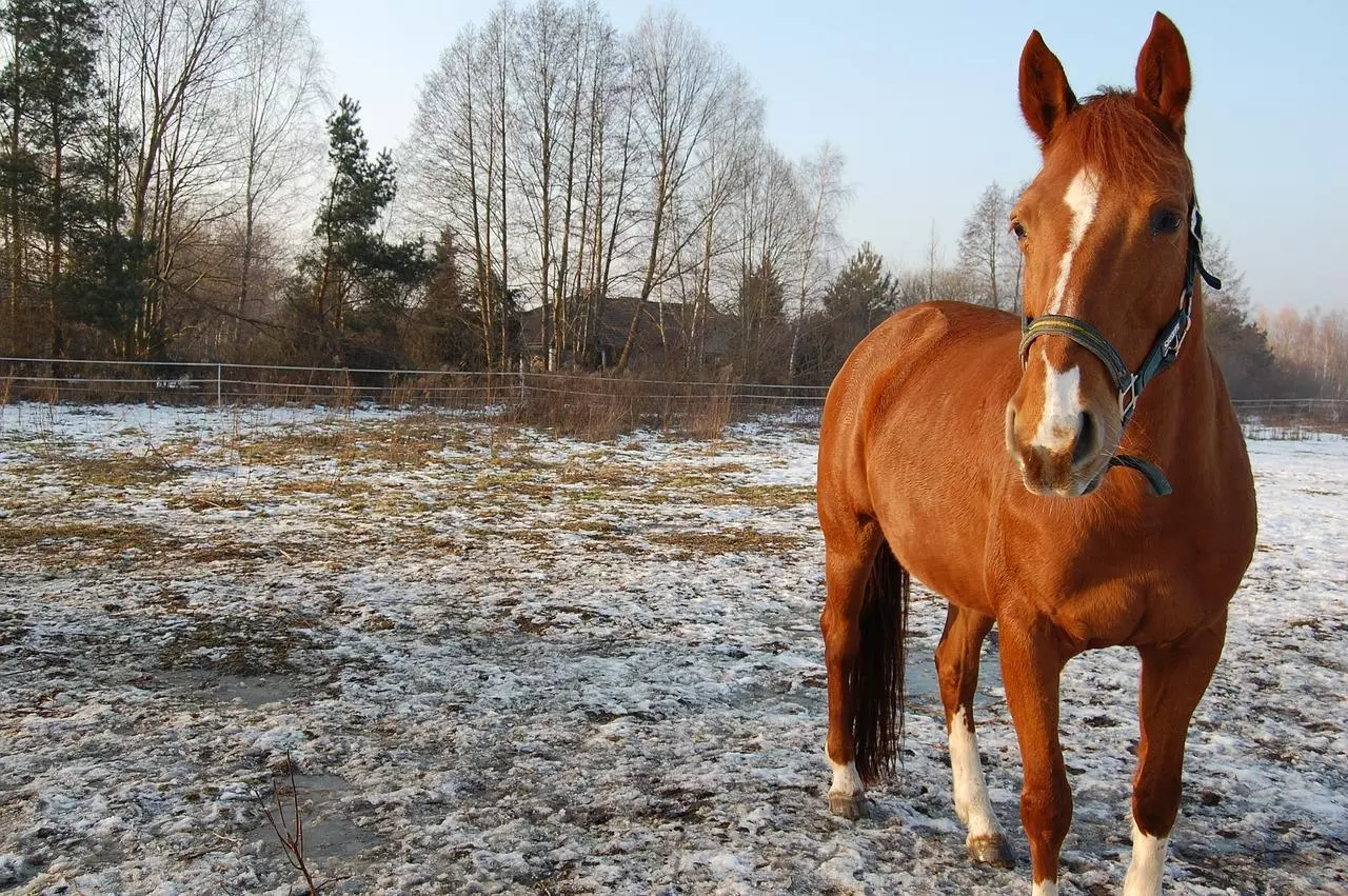 WI Horse Land for Sale under 100K